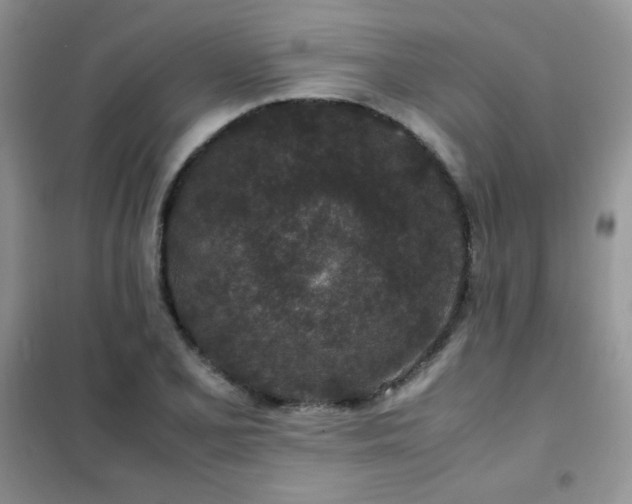 X0000102381077200808011531
