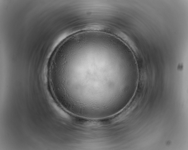 X0000102381083200808011531