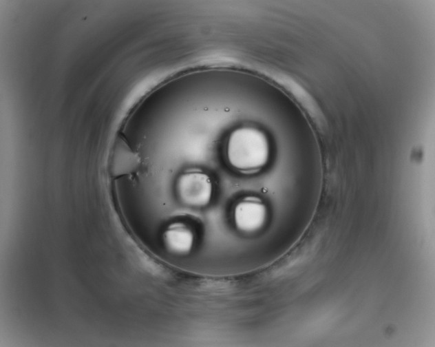 X0000102381191200808011529