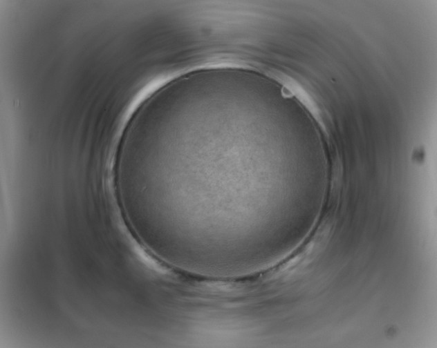 X0000102381197200808011529