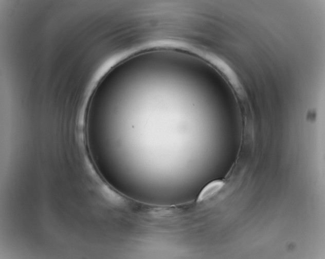 X0000102381199200808011529