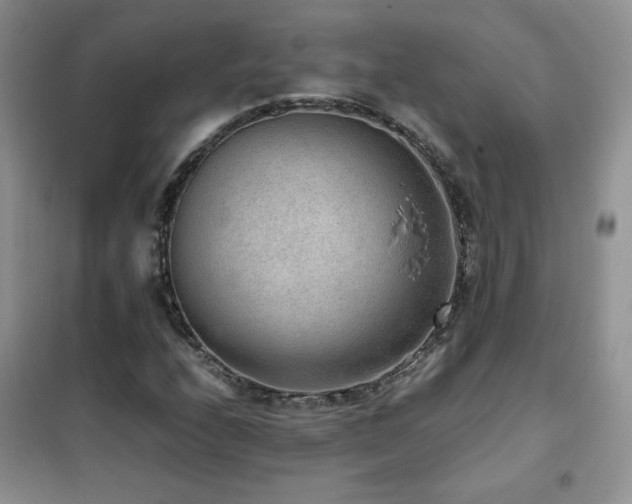 X0000102381208200808011529
