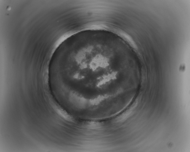 X0000102381226200808011529