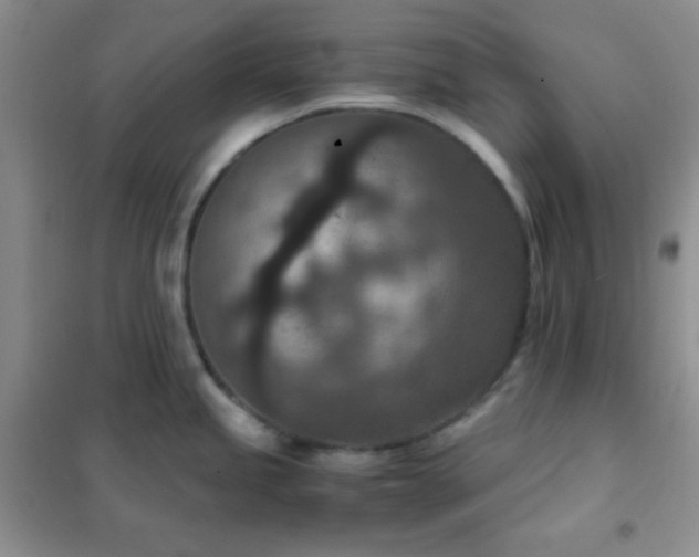X0000102381245200808011529
