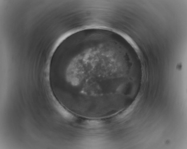 X0000102381246200808011529