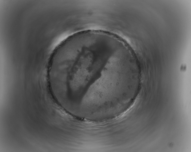 X0000102381263200808011528