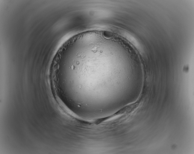 X0000102381283200808011528