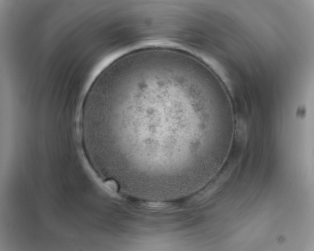 X0000102381295200808011528