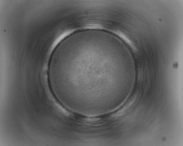 X0000102381325200808011528
