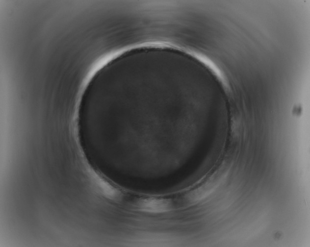 X0000102381327200808011528