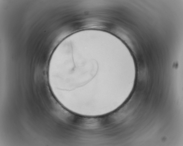 X0000102381338200808011528