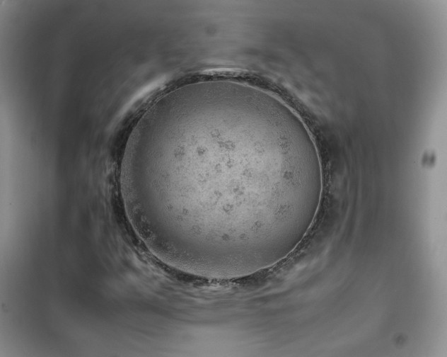 X0000102381351200808011527