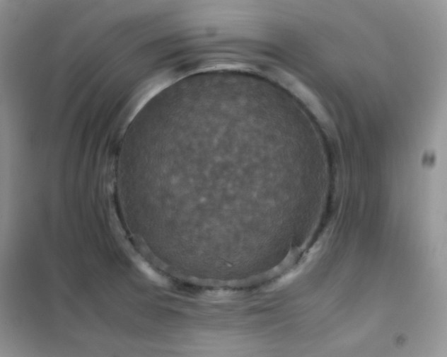 X0000102381377200808011527