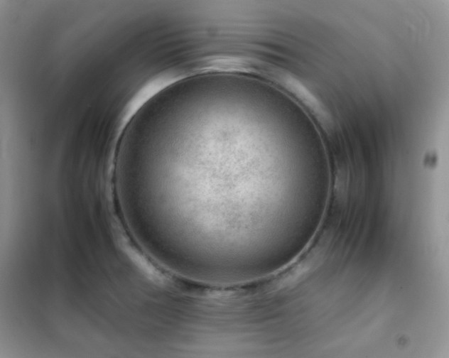 X0000102381378200808011527
