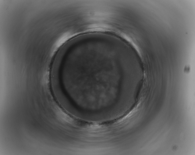 X0000102381459200808011526