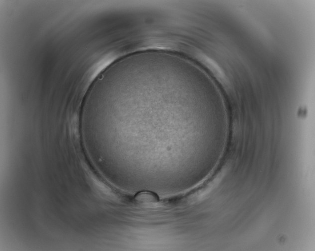 X0000102381465200808011525
