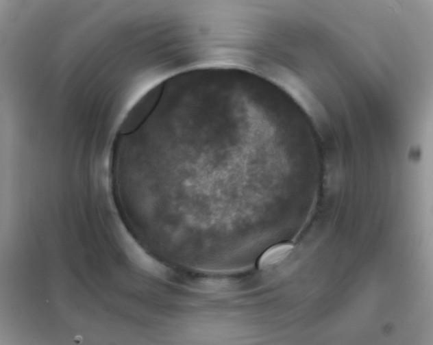 X0000102381468200808011525