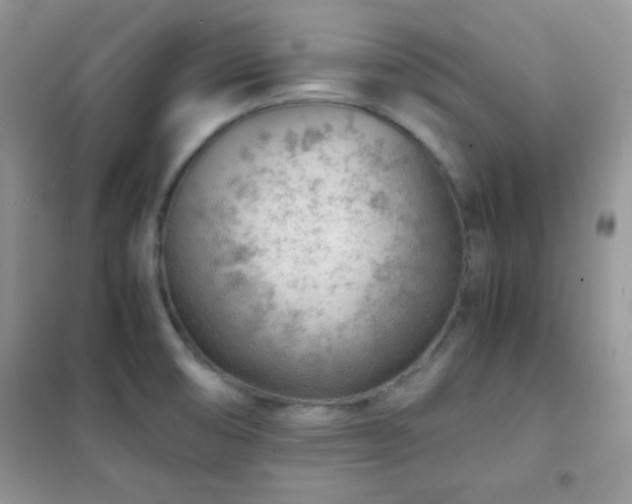 X0000102381474200808011525