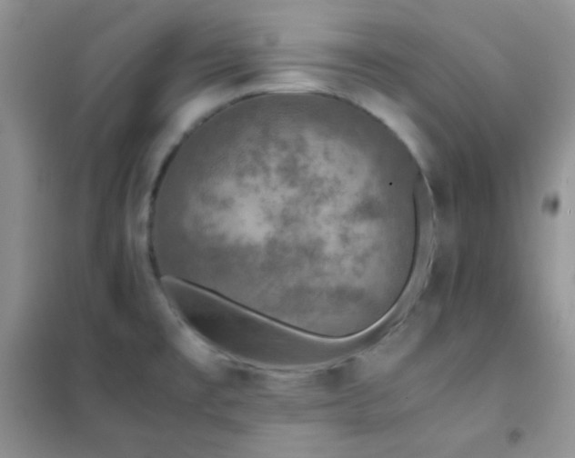 X0000102381477200808011525