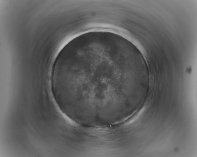 X0000102381533200808011525