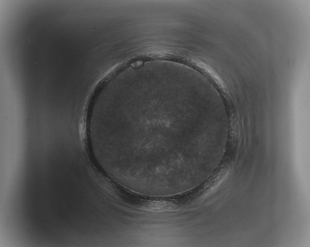 X0000102380399200808081141