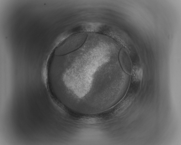 X0000102380726200808081137