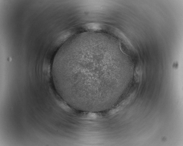 X0000102380330200808151903