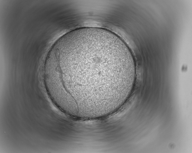 X0000102380433200808151901