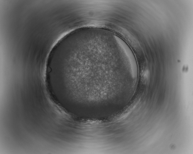 X0000102380484200808151901