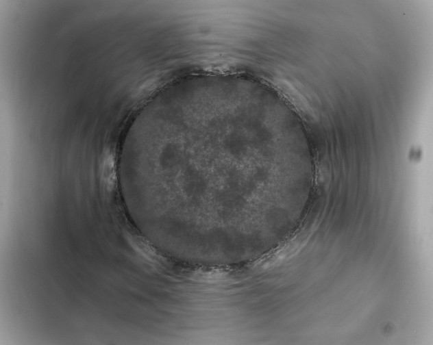 X0000102381106200808151851