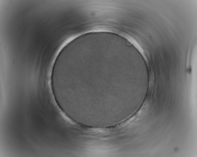 X0000102381197200808151851