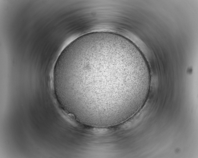 X0000102381242200808151850