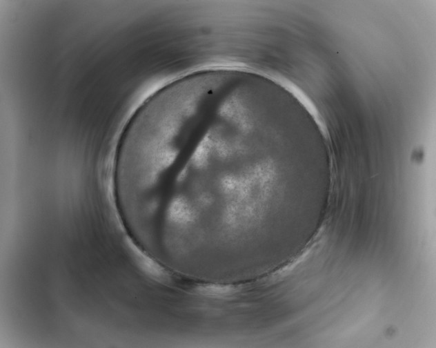 X0000102381245200808151850