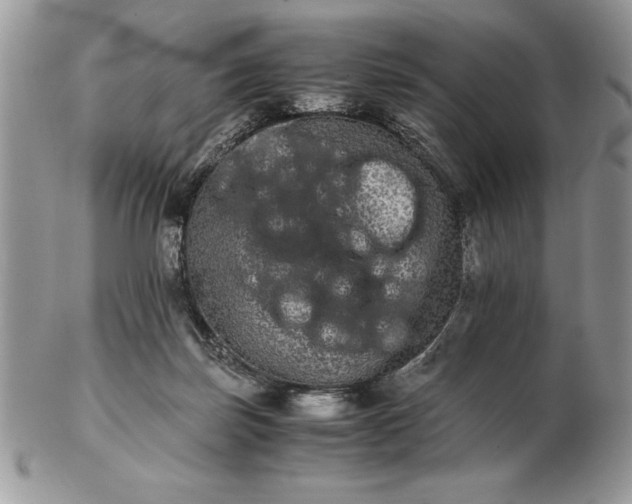 X0000102380171200808221810