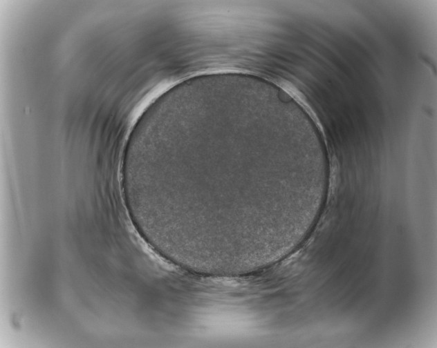 X0000102381197200808291354