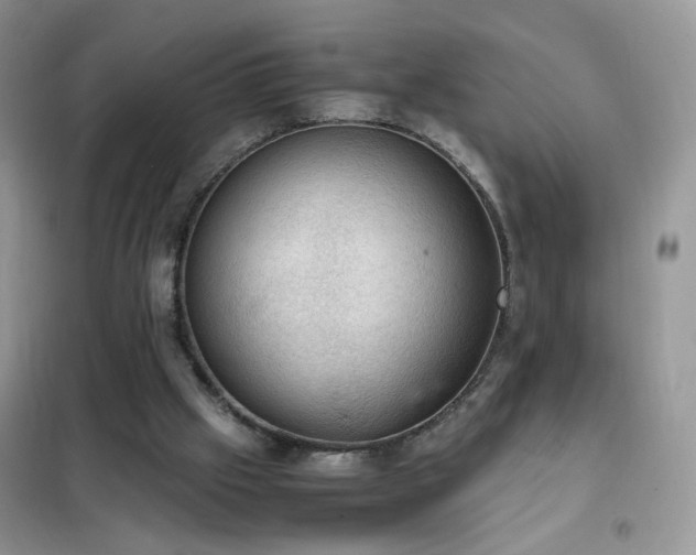 X0000102390057200808011610