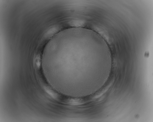 X0000102390069200808011610