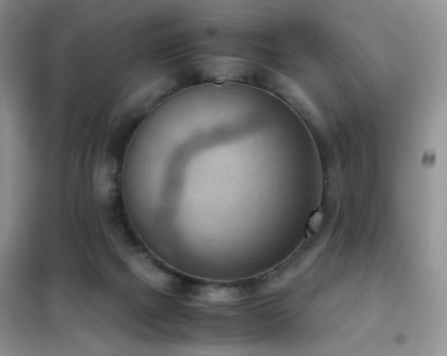 X0000102390073200808011610