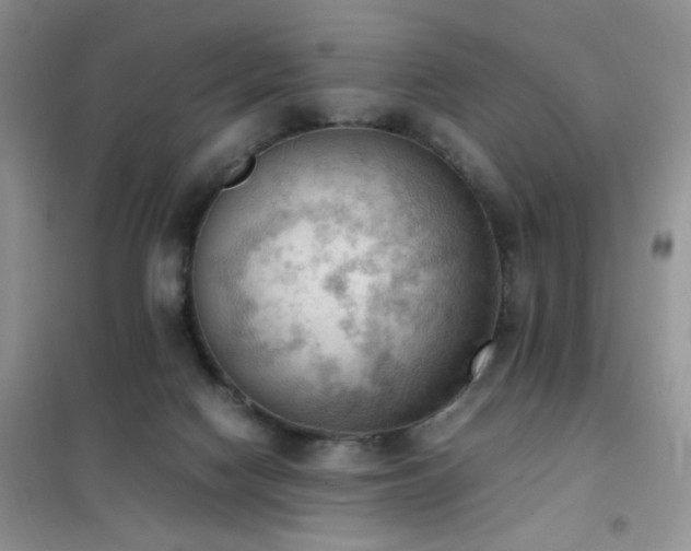 X0000102390074200808011610