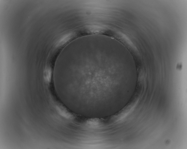 X0000102390076200808011610