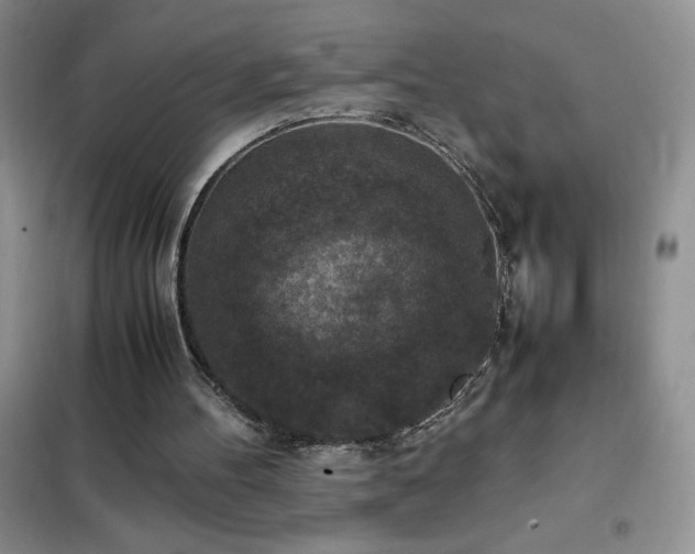 X0000102390100200808011610