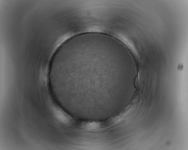 X0000102390156200808011608