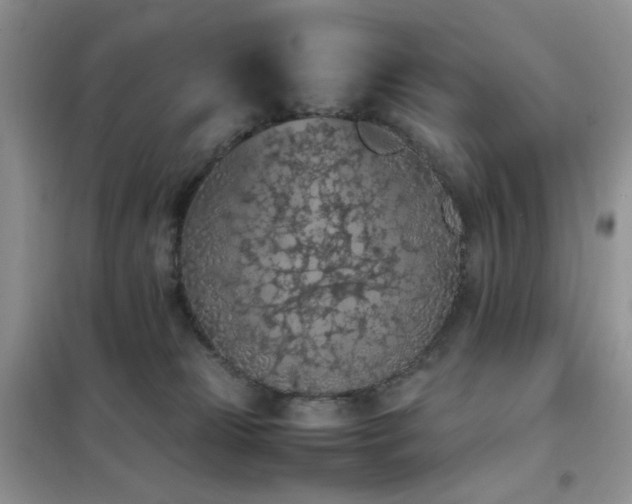 X0000102390181200808011609