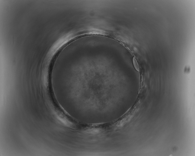 X0000102390247200808011607