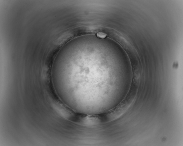 X0000102390270200808011607