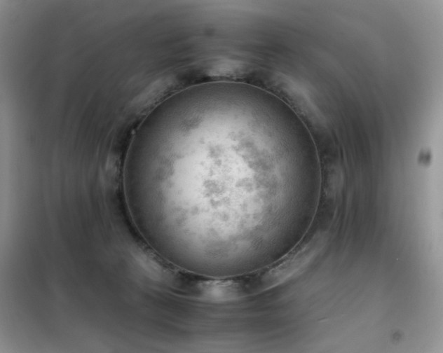 X0000102390273200808011607