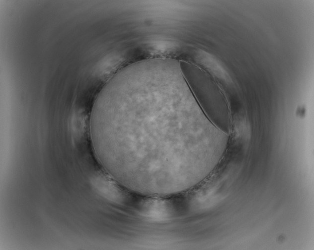 X0000102390276200808011607