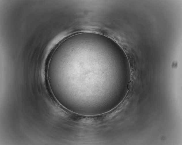 X0000102390294200808011606