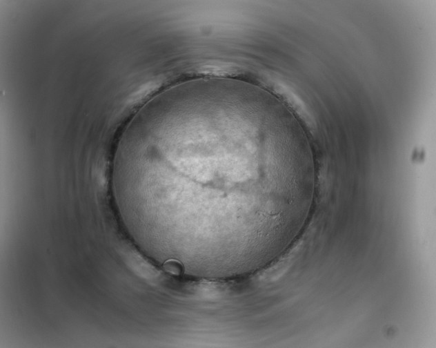 X0000102390305200808011606