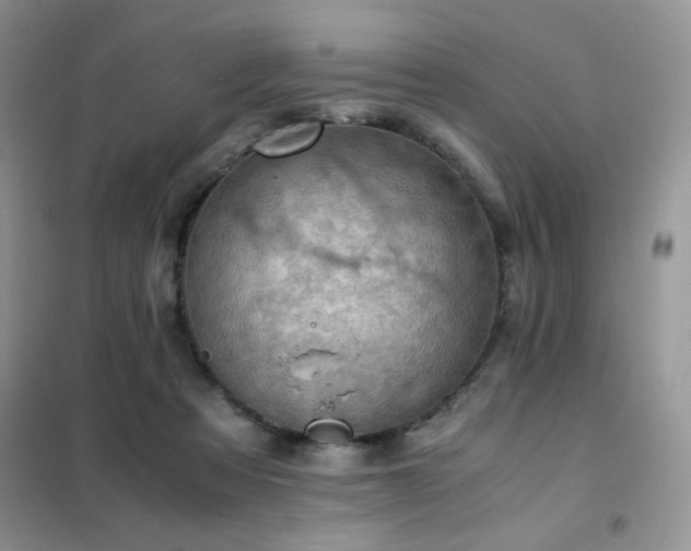 X0000102390313200808011606